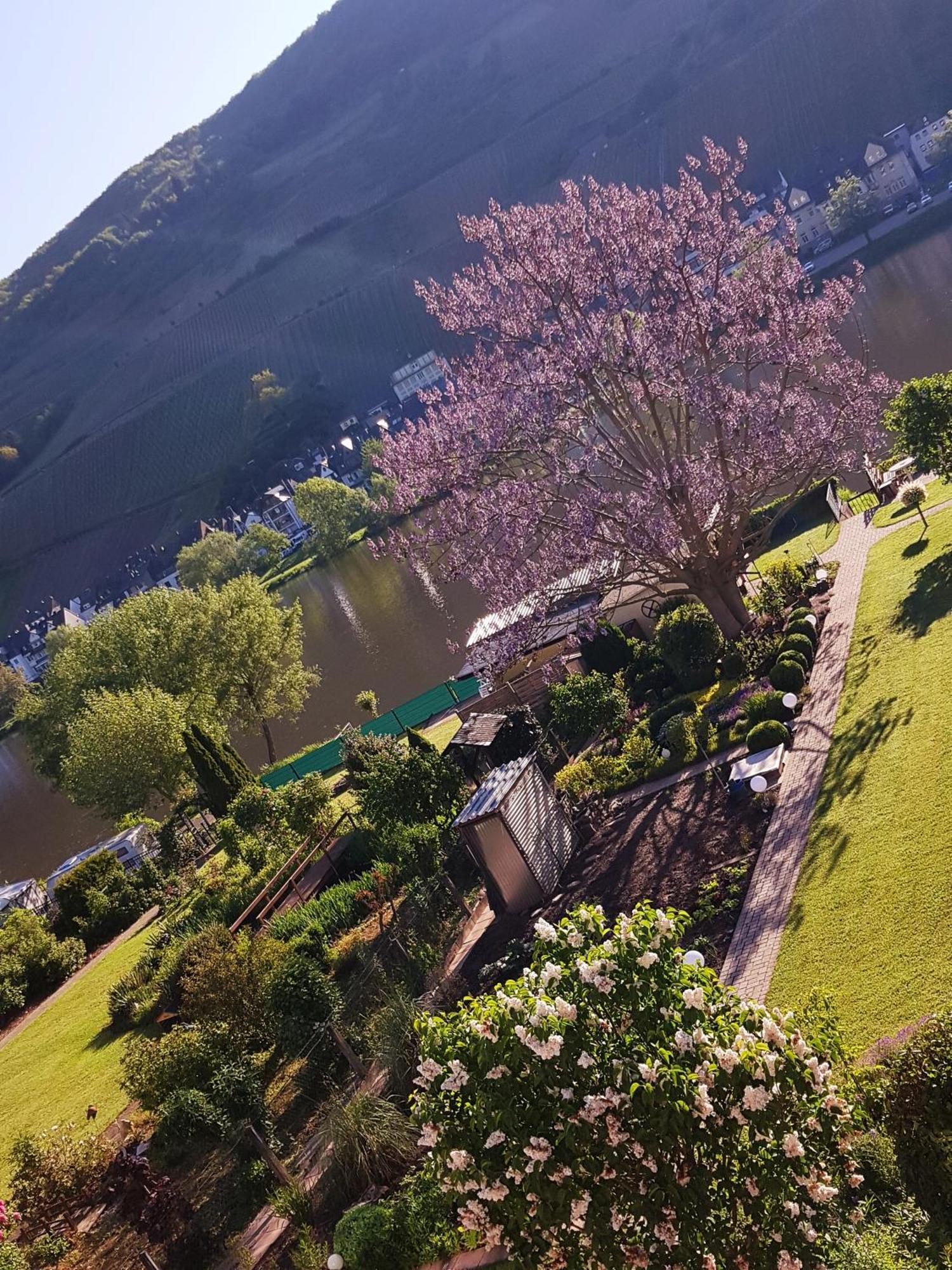 Zum Blauglockenbaum Apartman Zell an der Mosel Kültér fotó
